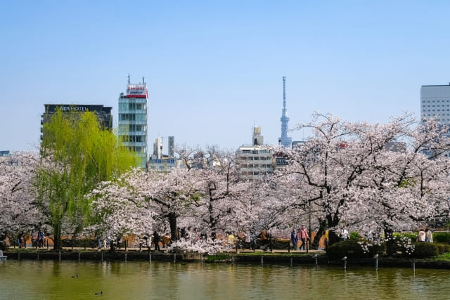 ueno-park-cherry-blossom